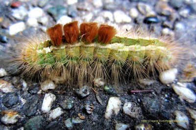 The Gypsy moth caterpillar is a garden pest that resembles the looks of ...