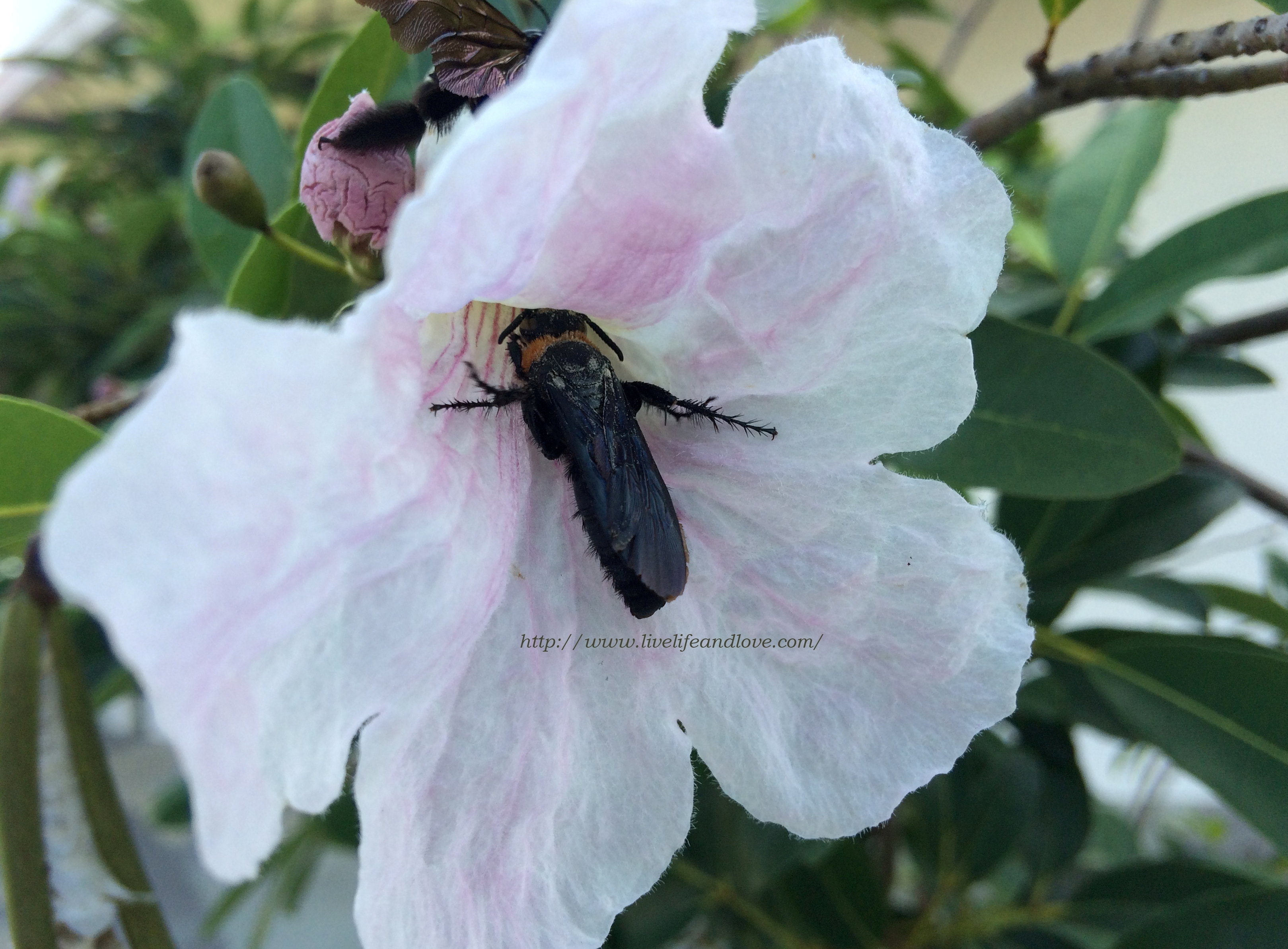 How do Carpenter bees Pollinate Flowers? | Live Life and Love