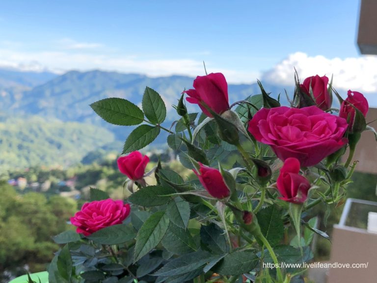 Beautiful Flowers of Baguio | Live Life and Love