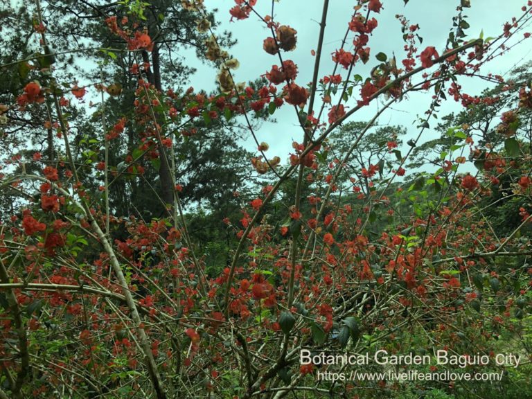 Botanical garden Baguio city Live Life and Love